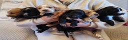 Cocker Spaniel dogs for sale: Gorgeous litter of cocker spaniels - Advert 6