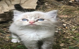 Mixed Breed cats for sale: Delilah’s kittens - Image 7