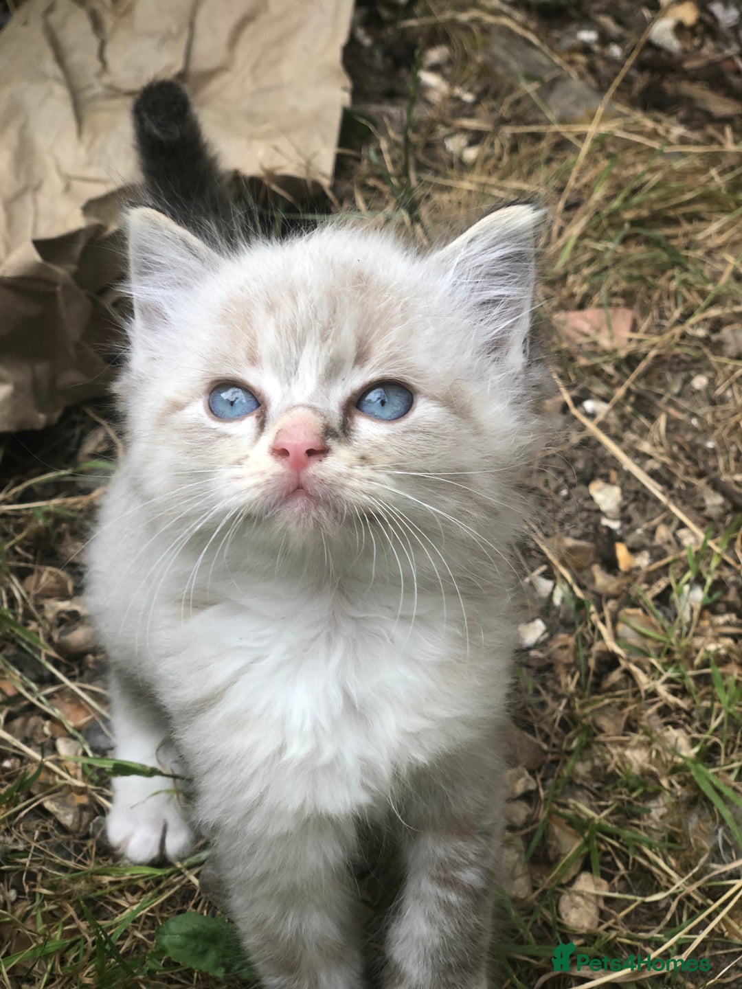 Mixed Breed cats for sale: Delilah’s kittens - Image 7
