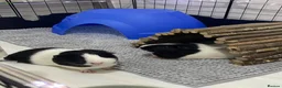 Guinea Pig rodents for sale: Two Female Guinea pigs  in Ferryhill - Advert 1