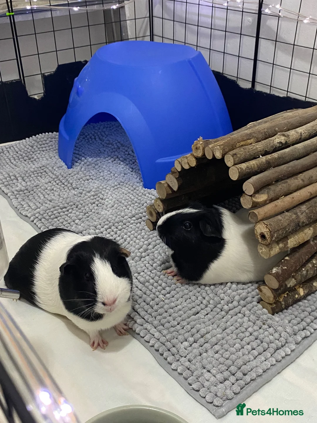 Guinea Pig rodents for sale: Two Female Guinea pigs  in Ferryhill - Advert 1