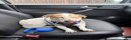 Mixed Breed dogs for sale: For adoption - 6 year old jack x beagle  - Advert 2
