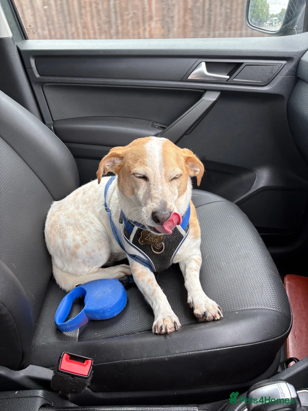 Mixed Breed dogs for sale: For adoption - 6 year old jack x beagle  - Advert 2