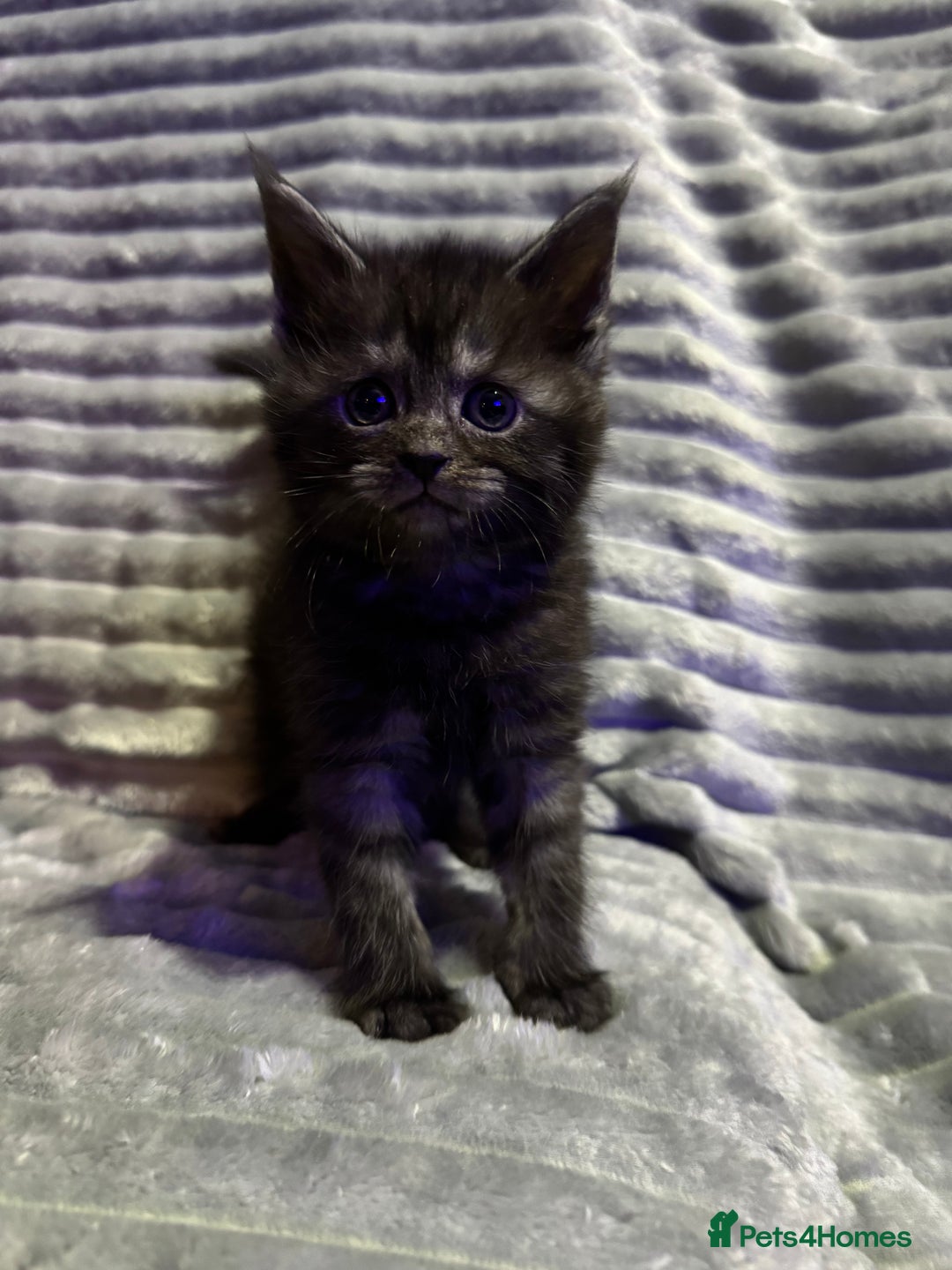 Mixed Breed cats for sale: British short hair cross Maine coon  - Advert 7