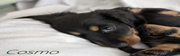 Miniature Dachshund dogs for sale: Miniature Longhaired Dachshund Puppies - Advert 10