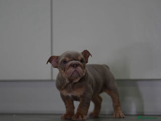 English Bulldog dogs Lilac & Tan English Bulldog - Advert 1