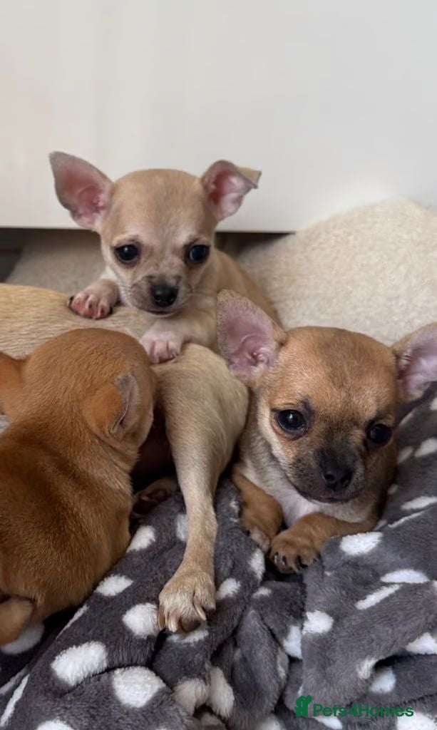 Chihuahua dogs Rare & Beautiful Chihuahua Puppies - Advert 7