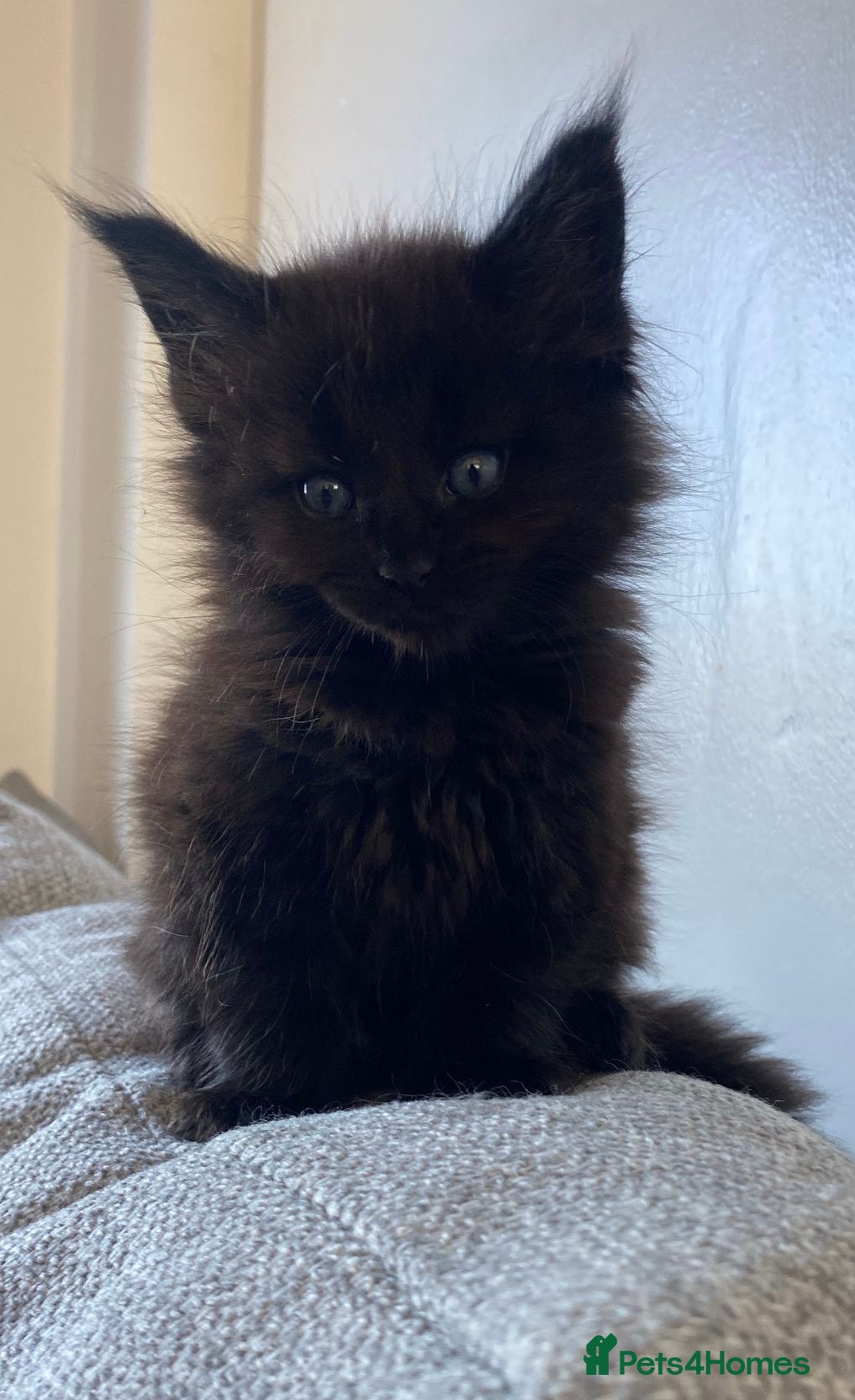 Maine Coon cats Halloween babies 🎃🐈‍⬛ 2 girls left - Advert 13