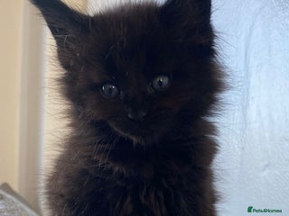 Maine Coon cats Halloween babies 🎃🐈⬛ 1 girl left - Advert 18