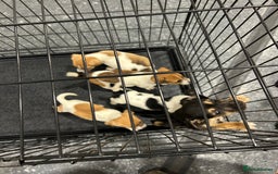 Jack Russell dogs for sale: Jack Russell pups  - Image 8