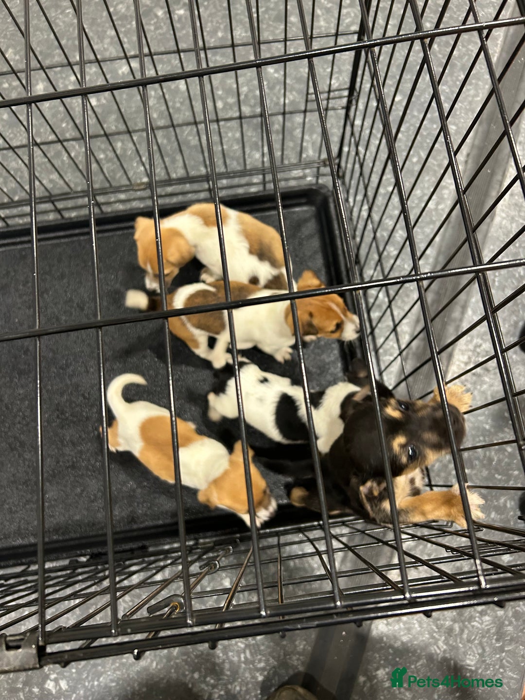 Jack Russell dogs for sale: Jack Russell pups  - Image 8