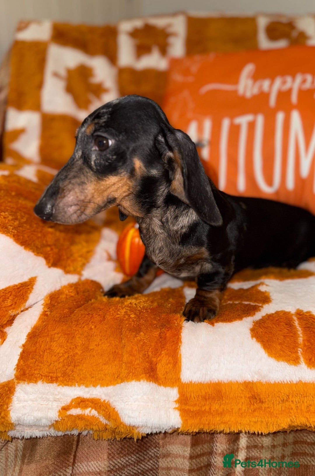 Miniature Dachshund dogs for sale: 🩷🩷 Two Beautiful KC girls🩷🩷 - Image 11