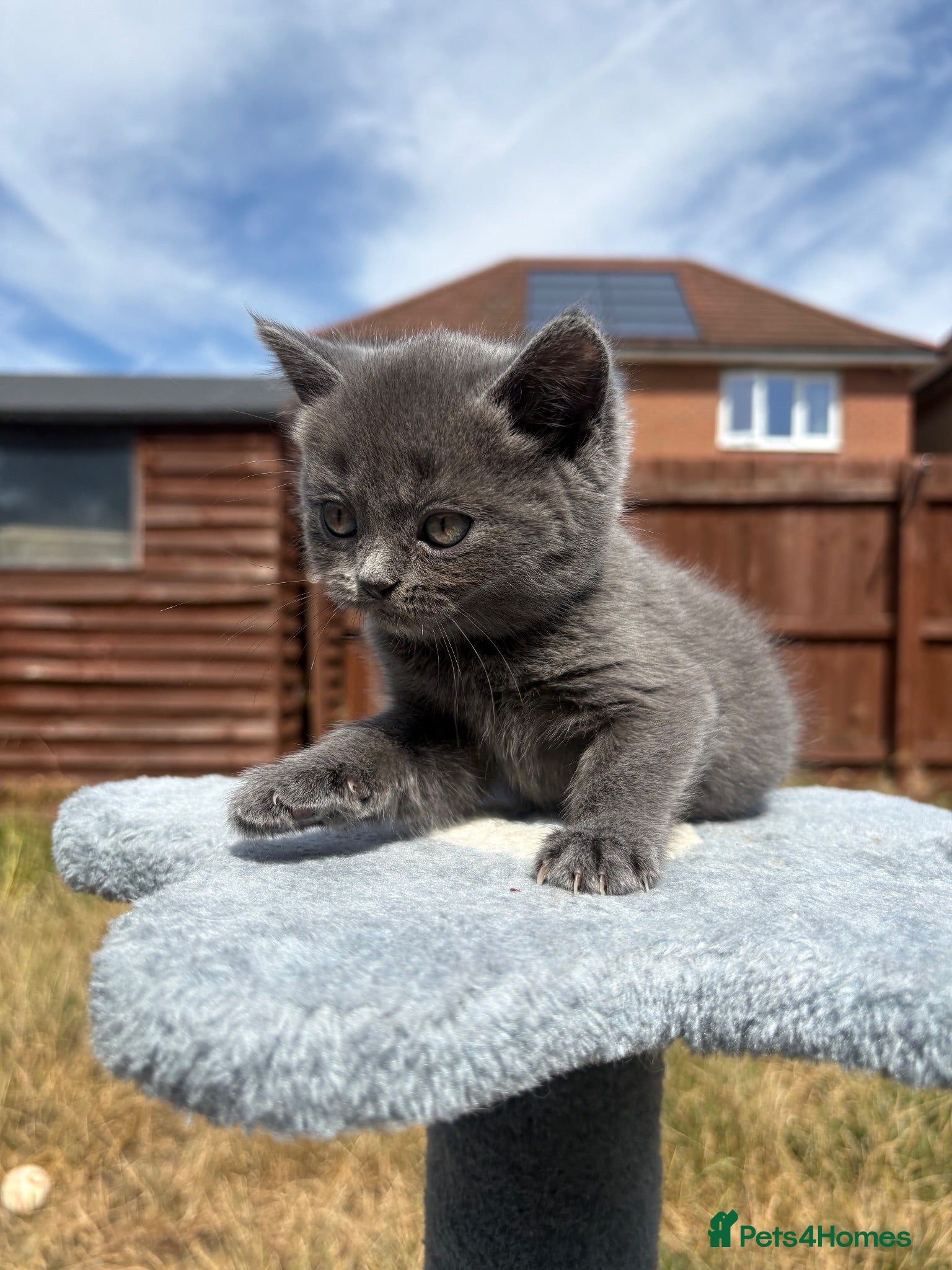 British Shorthair cats Blue & Lilac BSH Mix Kittens – Fold & Straight - Advert 1