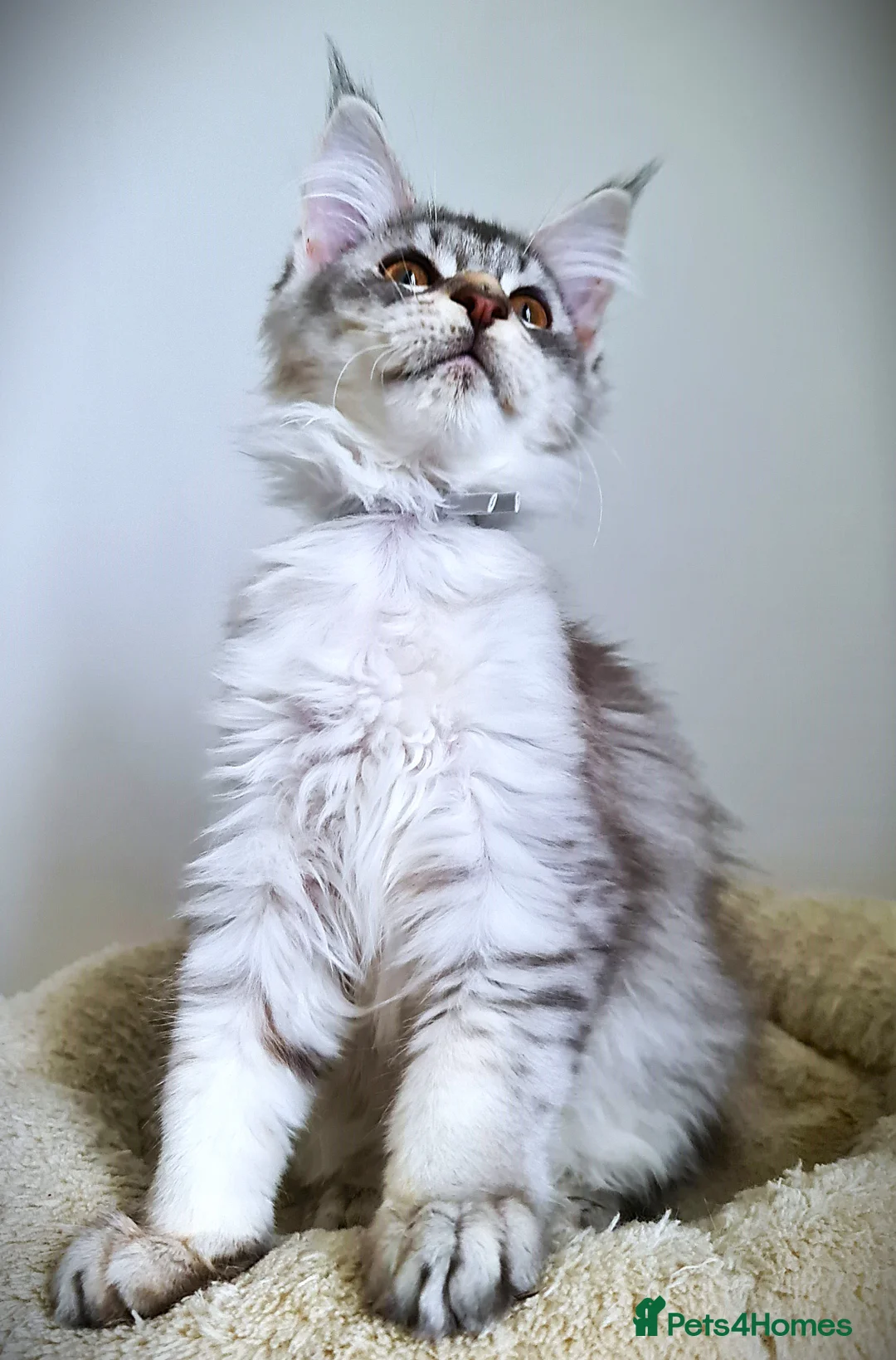 Maine Coon cats for sale: STUNNING 4️⃣ PEDIGREE MAINE COON KITTENS READY ❗❗❗ - Advert 29