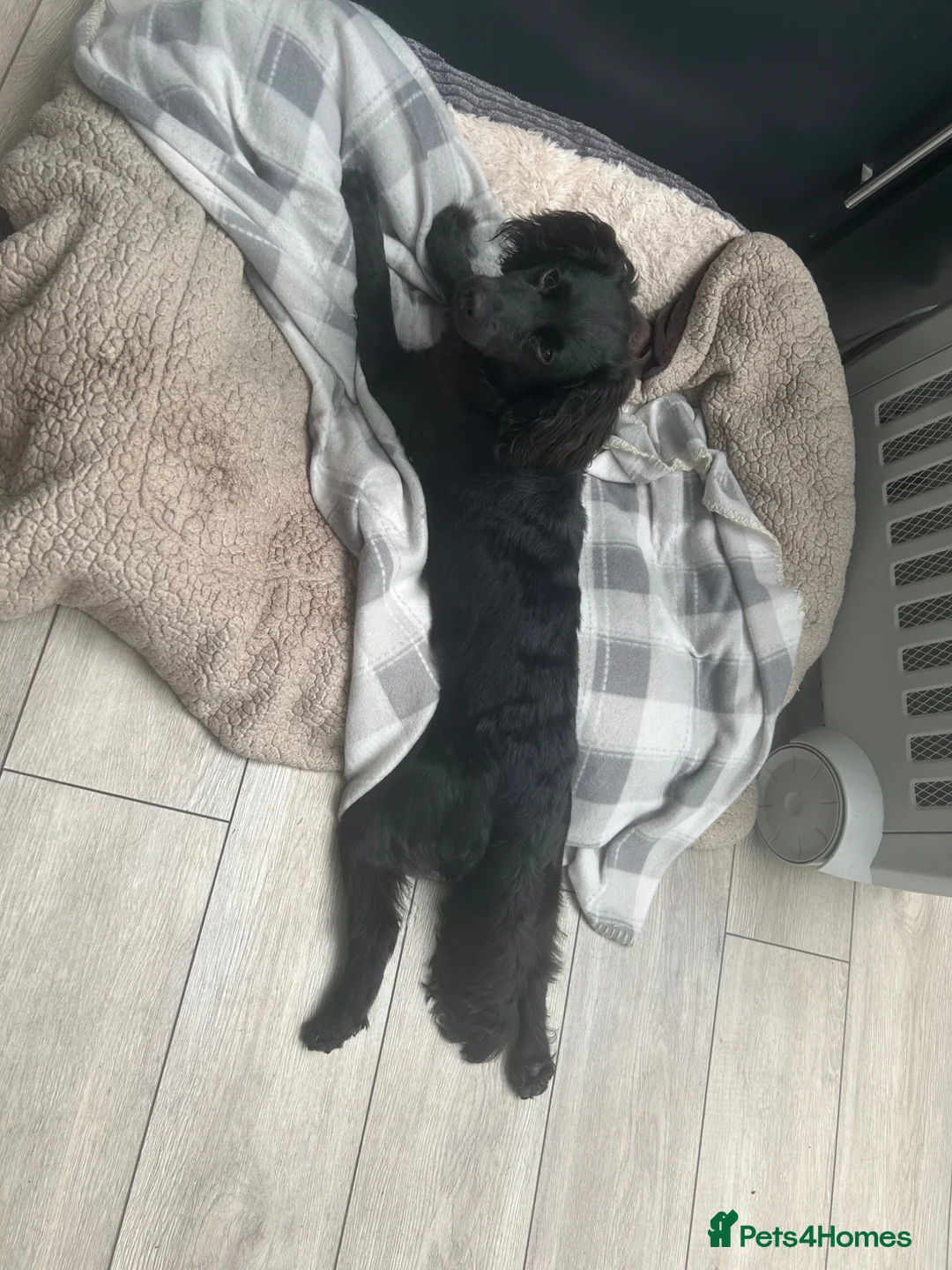 Cockapoo dogs for sale: Dolly - 1 year old Toy Cockapoo - Advert 2