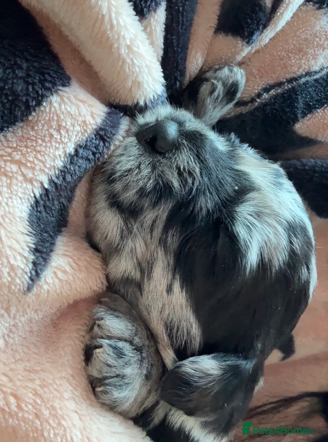 Labradoodle dogs for sale: Female F1 merle labradoodle  - Advert 10