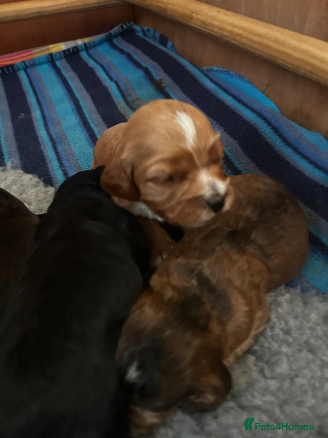 Cockapoo dogs for sale: Beautiful F1 Cockapoo Pups in Dereham - Advert 1