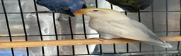 Lovebirds birds for sale: Pale Fallow Lovebirds  - Advert 8