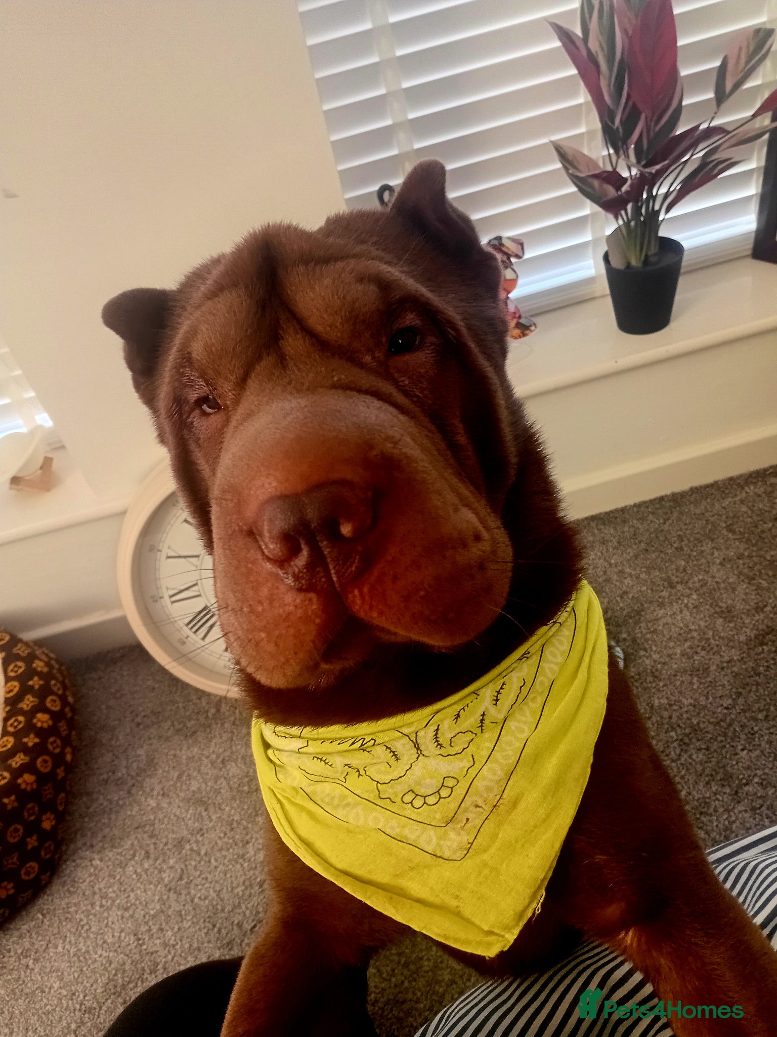 Shar Pei dogs Handsome KC registered Brown Shar Pei - Advert 1