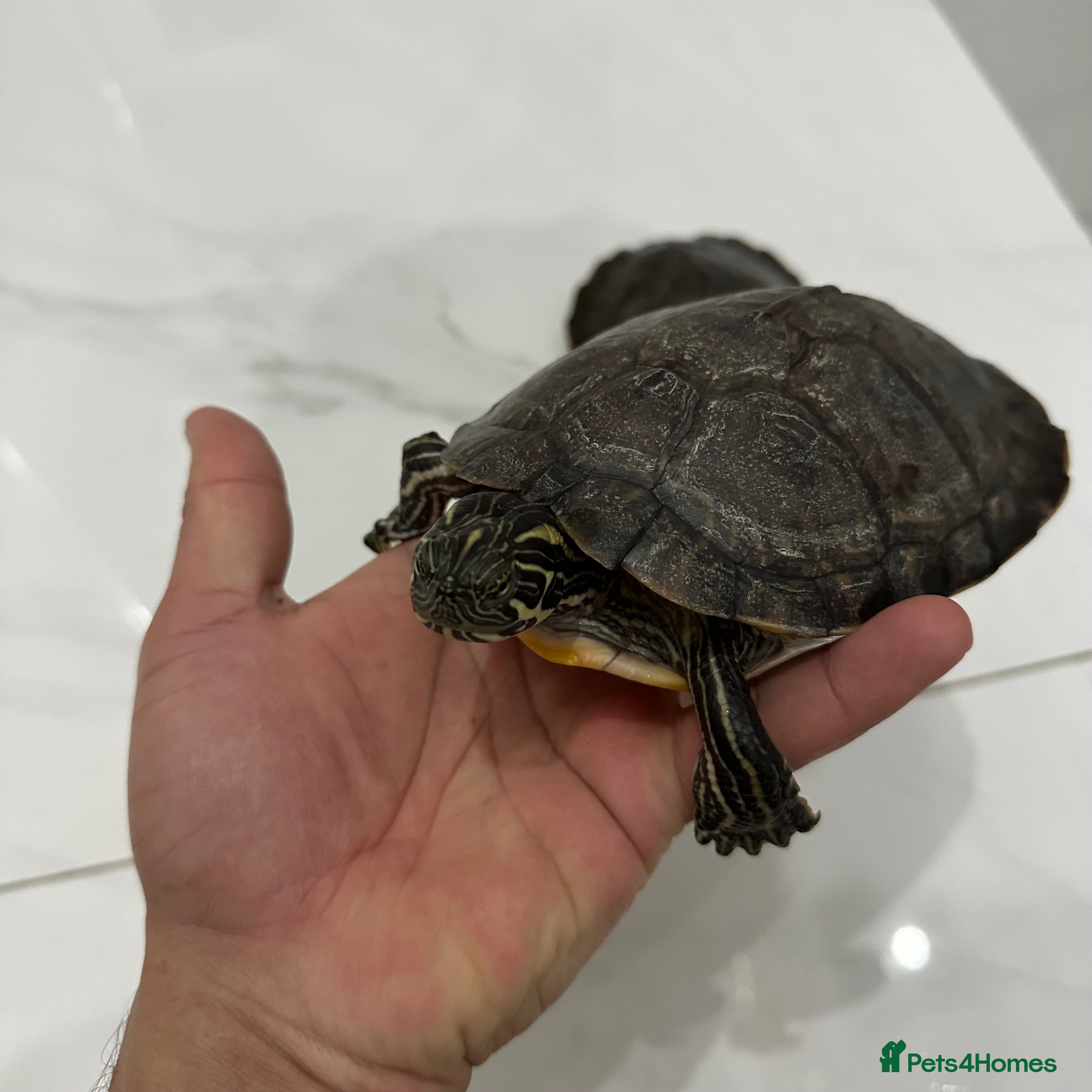 Turtle reptiles River Cooter Turtles - Male Pair - Advert 1