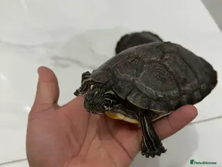 Turtle reptiles River Cooter Turtles - Male Pair - Advert 4