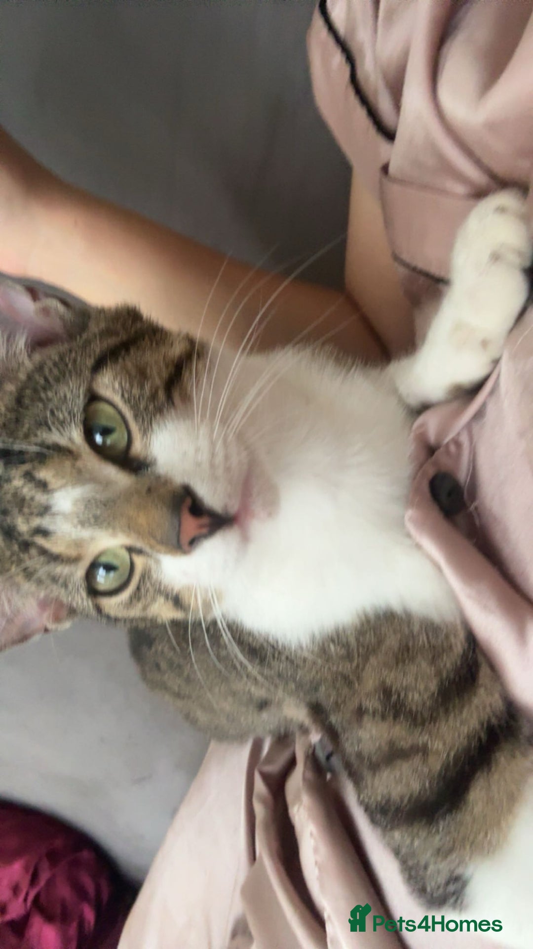 Domestic Shorthair cats for sale: Male Cat For Sale - Advert 5