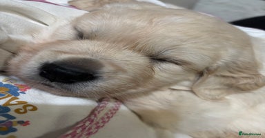 Golden Retriever dogs Golden retriever puppies  - Advert 12