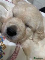 Golden Retriever dogs Golden retriever puppies - Advert 14