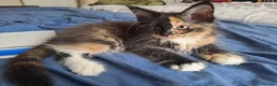 Maine Coon cats for sale: Maine Coon Kittens for Sale - Advert 23