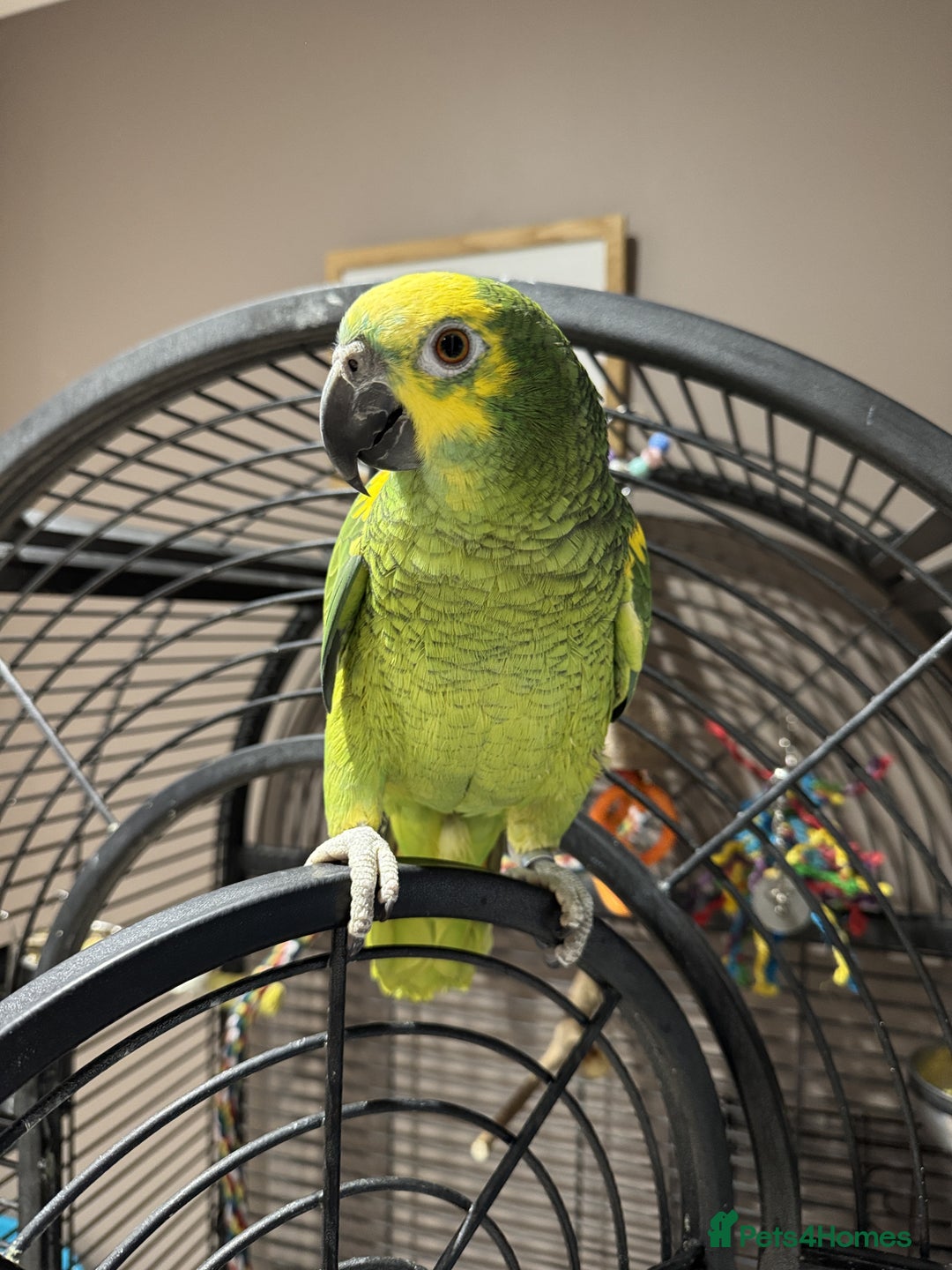 Parrots birds for sale: Blue fronted Amazon  - Advert 1