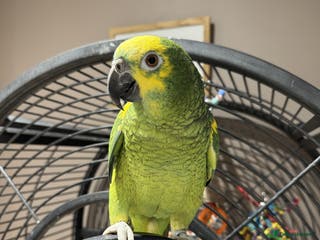 Parrots birds Blue fronted Amazon - Advert 11