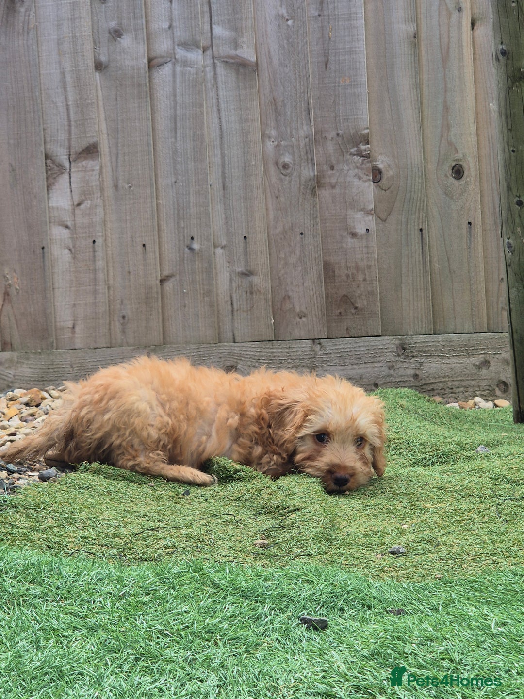 Cockapoo dogs for sale: F1 type cockepoos  - Image 4