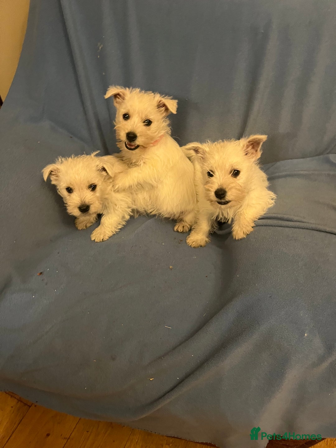West Highland Terrier dogs for sale: Lovely litter of Westie Puppies - Advert 3