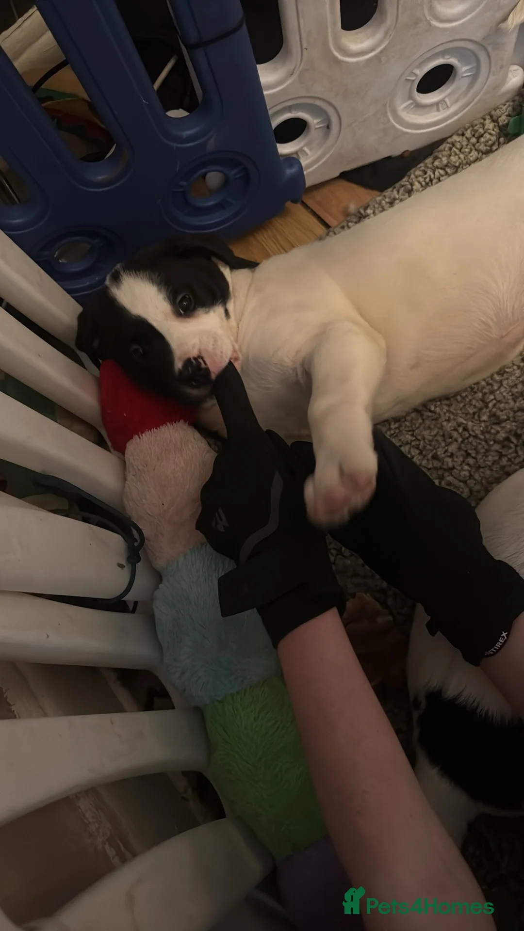 Mixed Breed dogs for sale: Americn bulldog cross Rottweiler puppys  - Advert 2