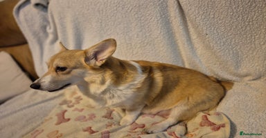 Welsh Corgi Pembroke dogs 8 Pembroke corgi puppy's - Advert 8