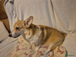 Welsh Corgi Pembroke dogs 8 Pembroke corgi puppy's - Advert 5