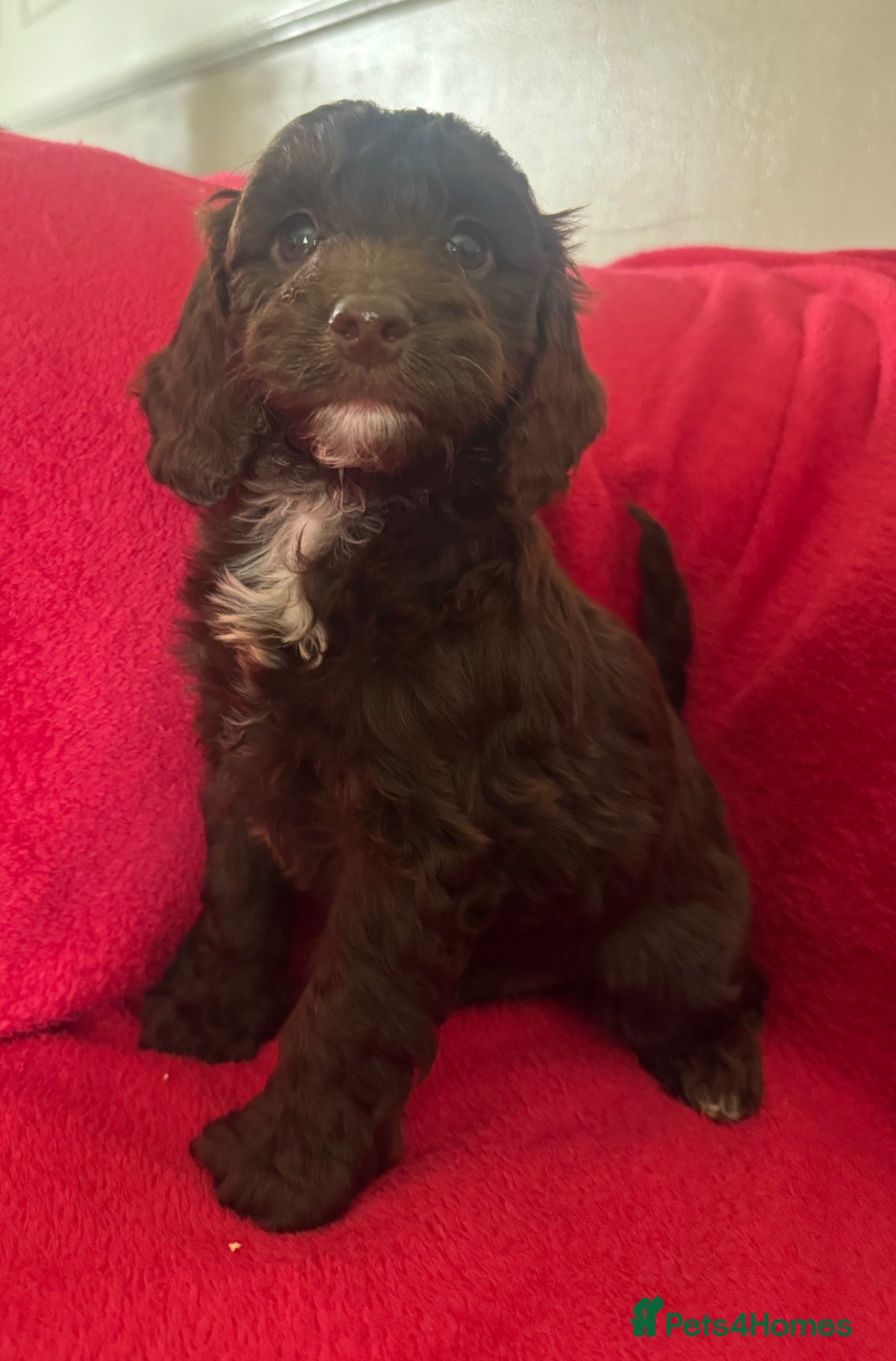 Cockapoo dogs F1 cockapoo puppies  - Advert 6