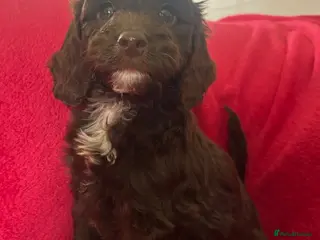 Cockapoo dogs F1 cockapoo puppies - Advert 6