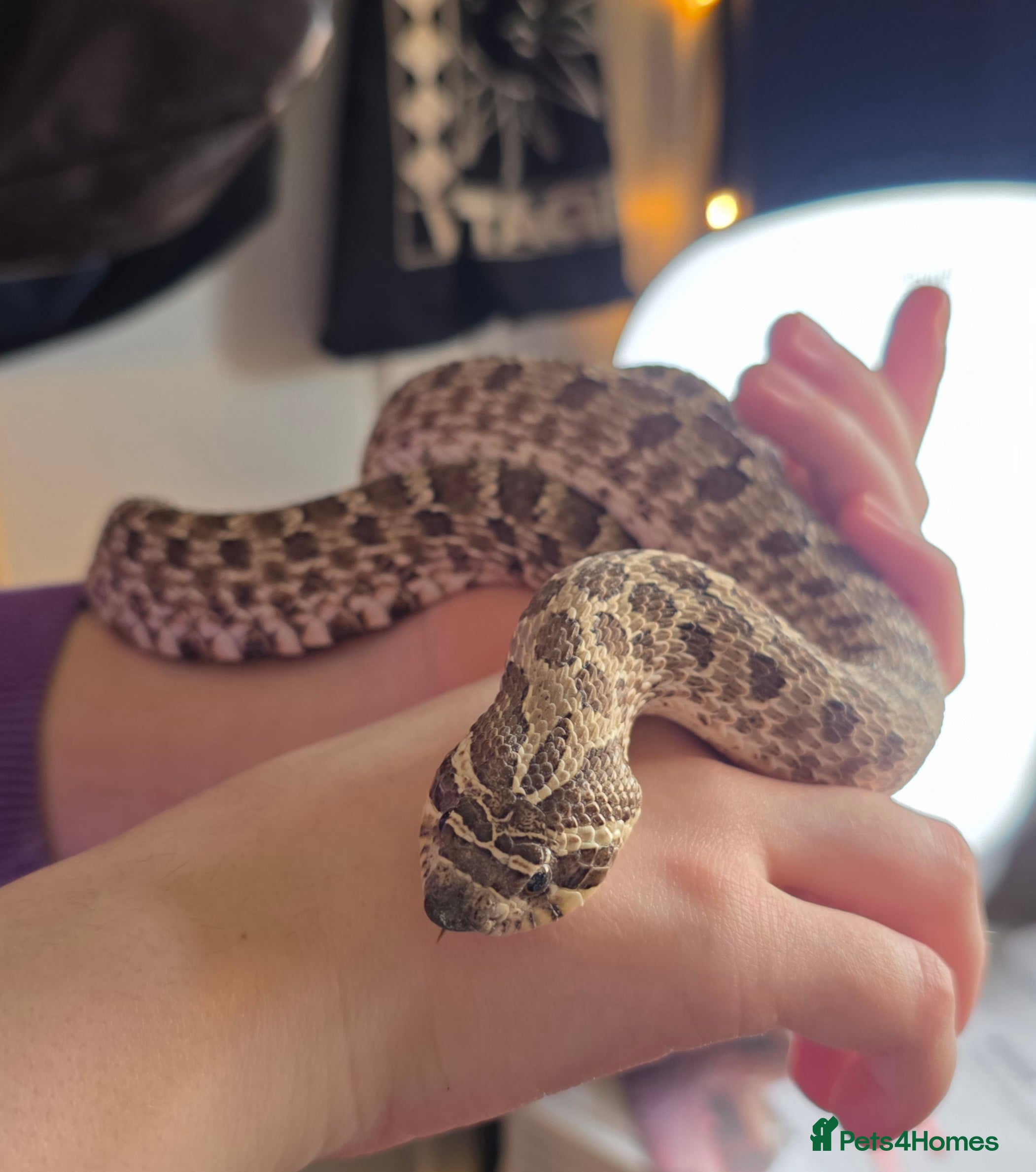 Snake reptiles Western Hognose & setup  - Advert 2