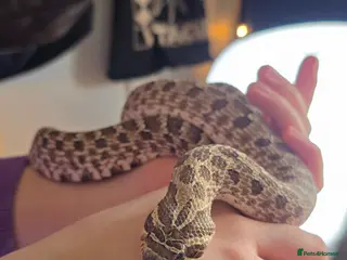 Snake reptiles Western Hognose & setup - Advert 4