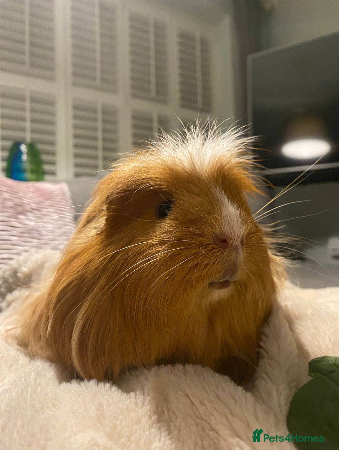Guinea Pig rodents for sale: 2 male guinea pigs for sale - Image 3