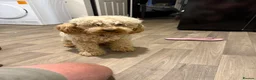 Cockapoo dogs for sale: Mini cockapoo in Alfreton - Advert 3