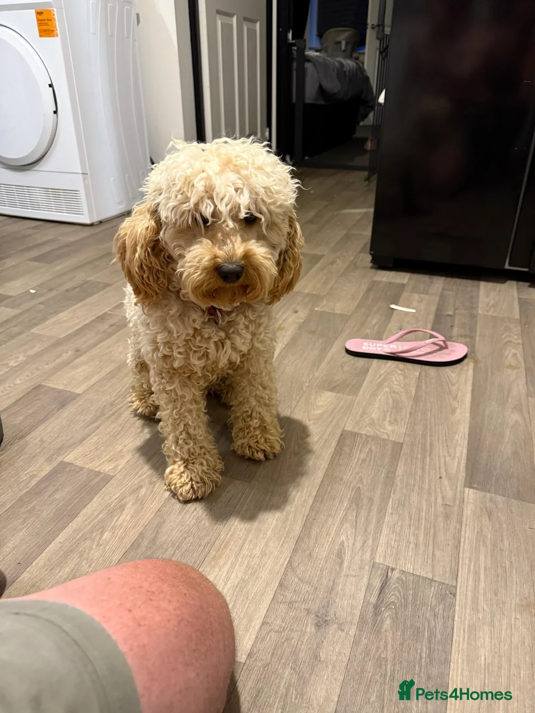 Cockapoo dogs for sale: Mini cockapoo in Alfreton - Advert 3