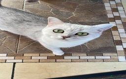 British Shorthair cats for sale: Pure breed British shorthair kittens - Image 15