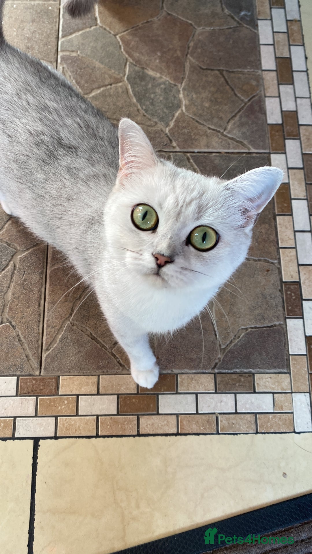 British Shorthair cats for sale: Pure breed British shorthair kittens - Image 15