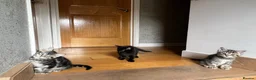 Mixed Breed cats for sale: 4 Beautiful Kittens Looking for Loving Homes!  in Dagenham - Advert 24