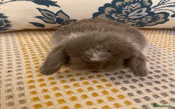 Mini Lop rabbits for sale: 5 beautiful minilops - Image 4