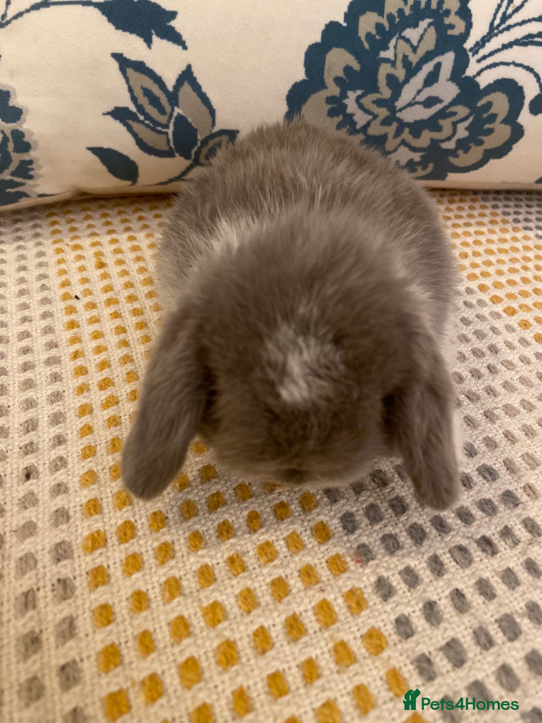 Mini Lop rabbits for sale: 5 beautiful minilops - Image 4