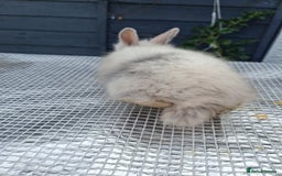 Lionhead rabbits for sale: lionhead bunnies  - Image 13