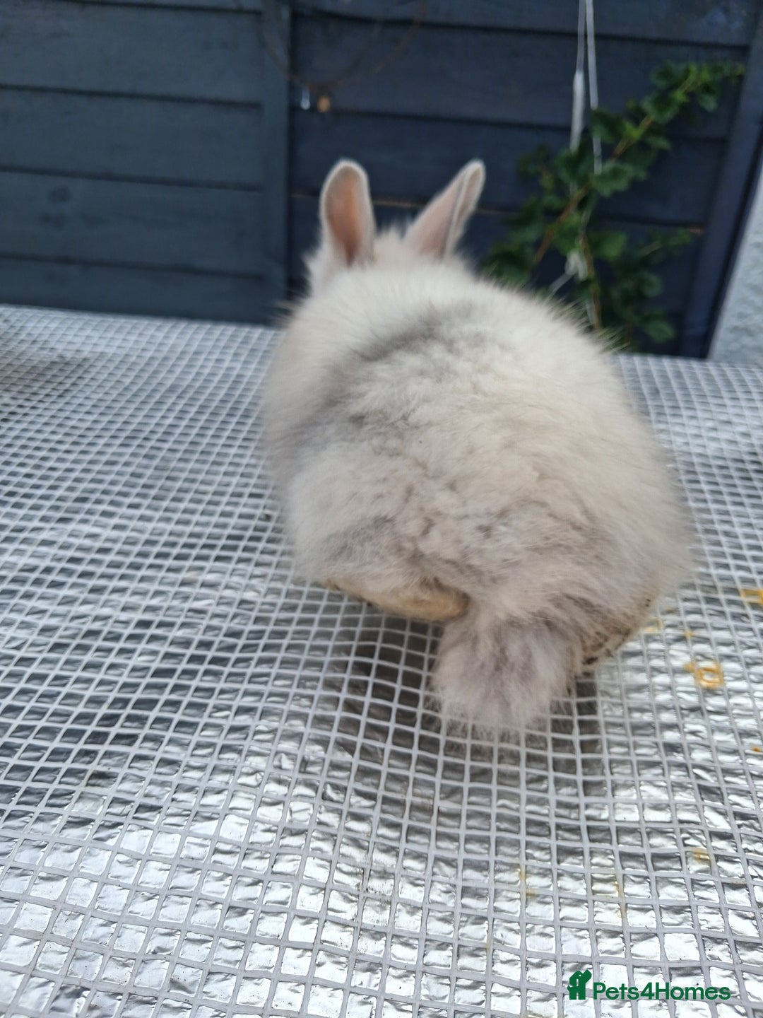 Lionhead rabbits for sale: lionhead bunnies  - Image 13
